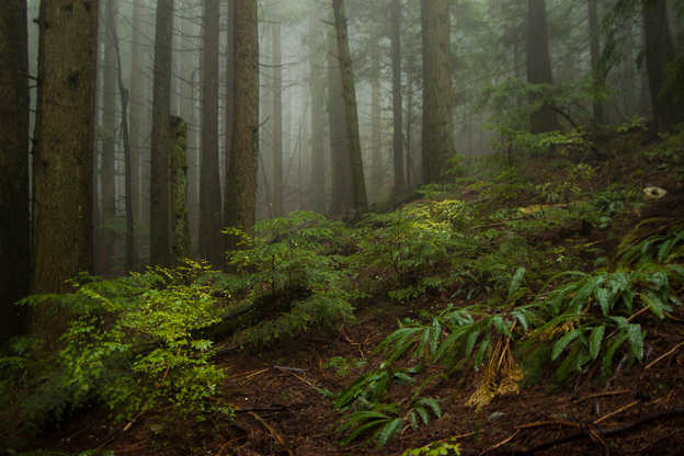 nsmb north shore mountain bike mtb rain fog mist fall winter wet atmosphere fromme seymour cypress