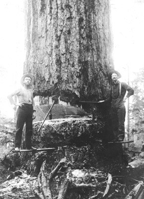 huge timber